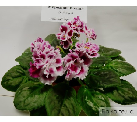 Морозная Вишня  440